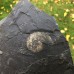 Lytoceras